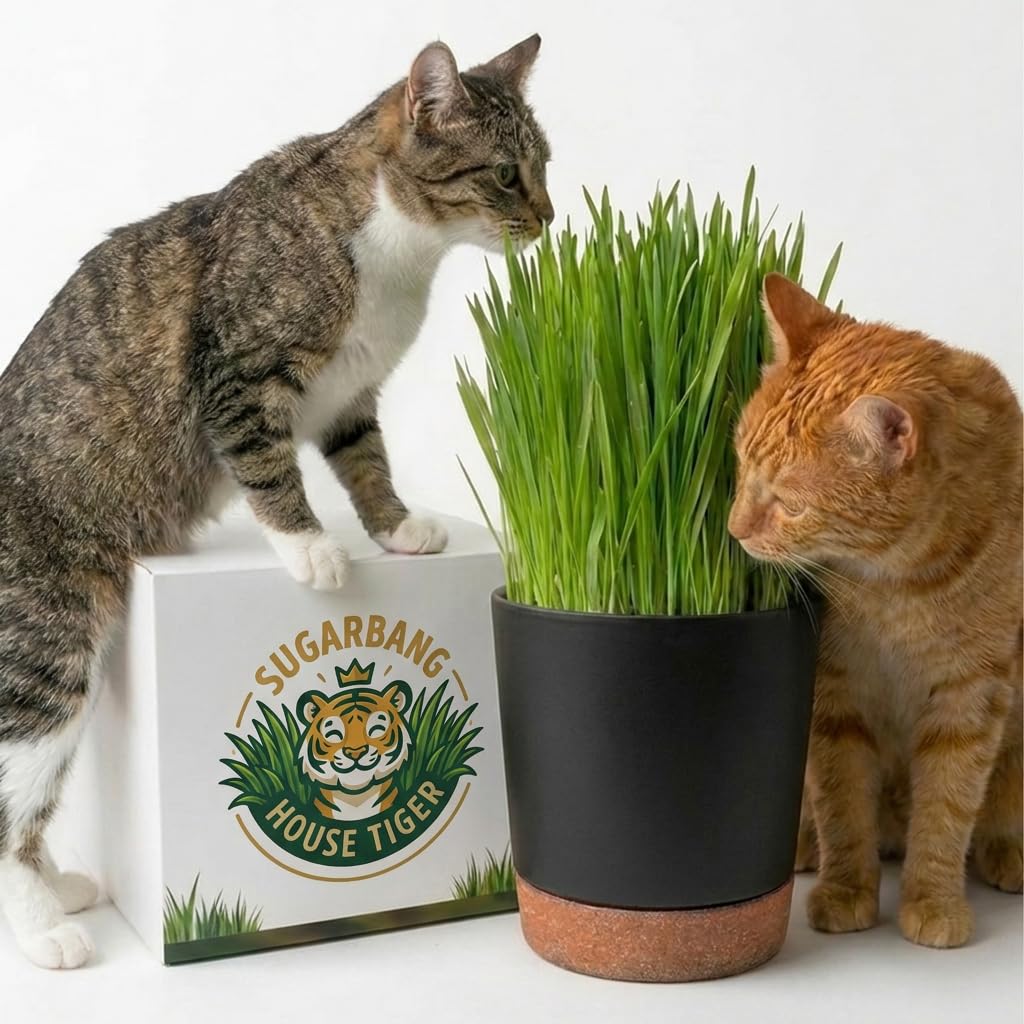 Cat Grass Growing Kit with 3-Pack Refill B394