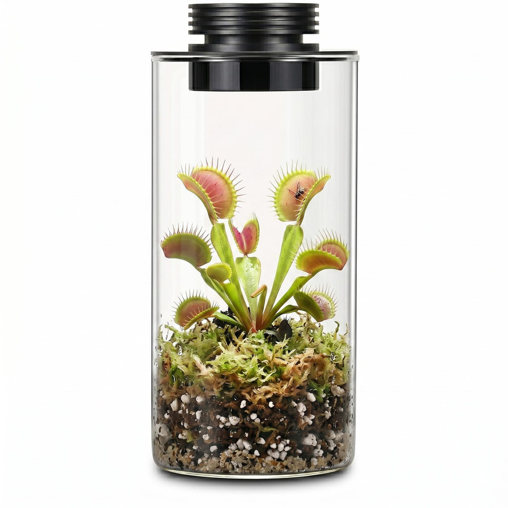 Glass Plant Terrarium with Grow Light O85405