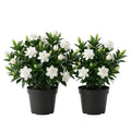 White Gardenia Plants 5-7 Inch Tall S2950
