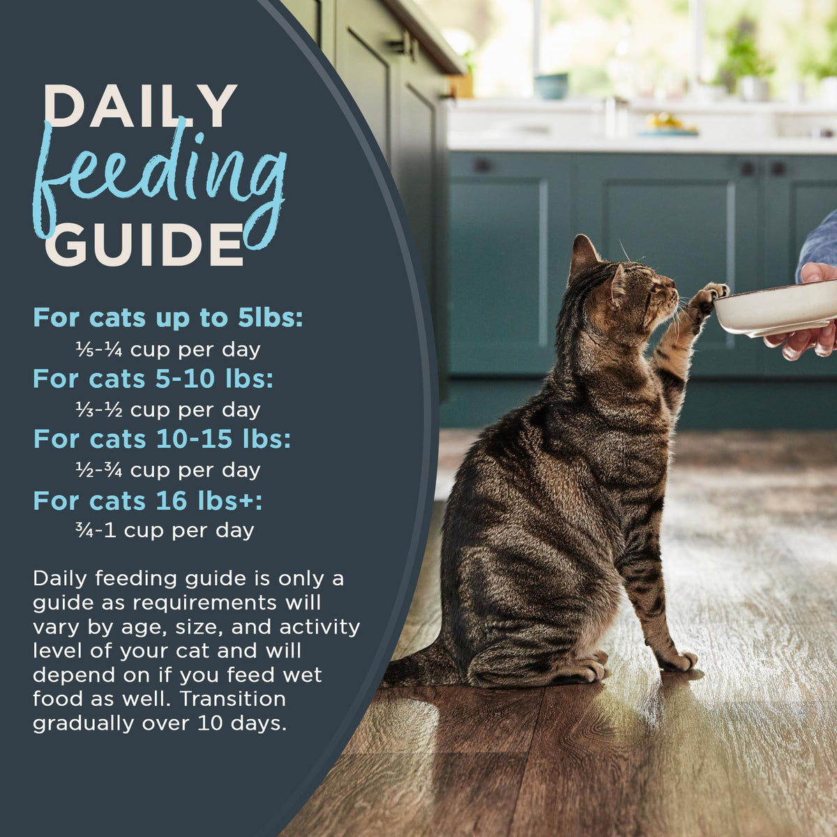 Grain Free Dry Cat Food 3 lb Bag N165541